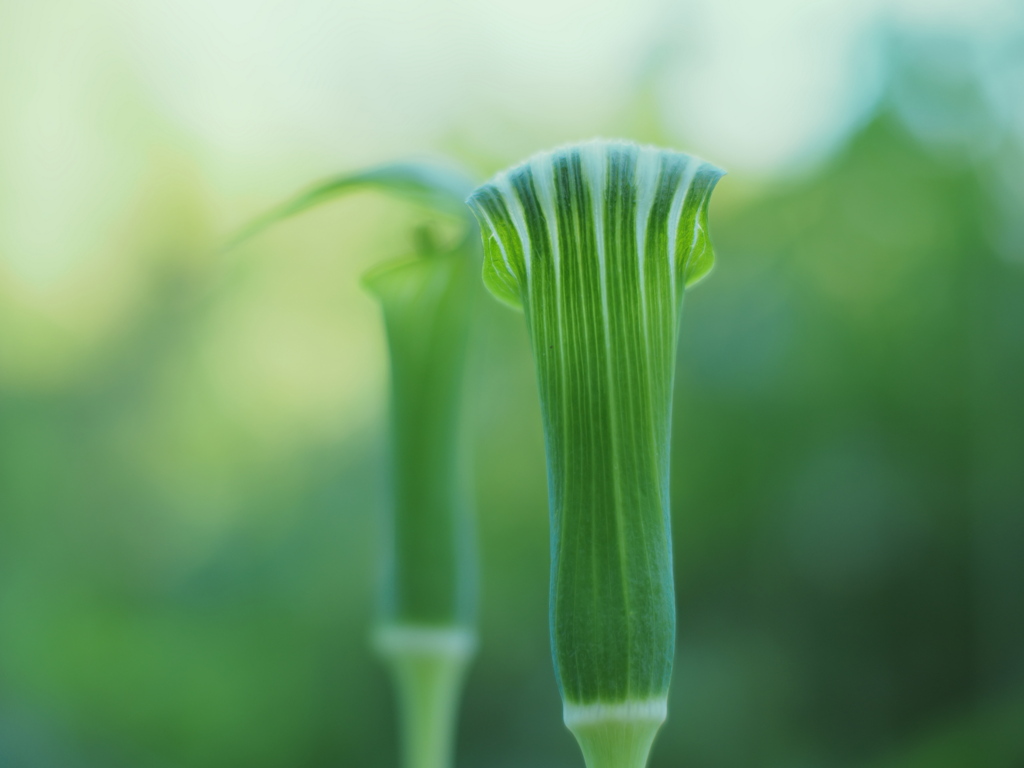 まむしなふたり