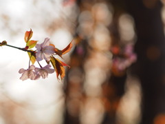 夕暮れ桜