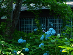 紫陽花の庭