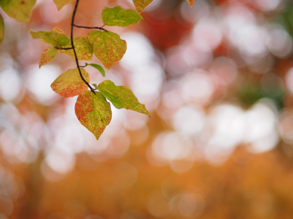 透き通っていく世界