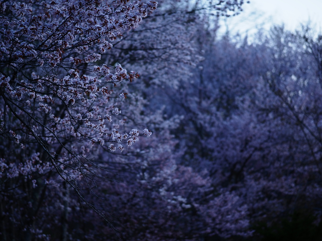 夜が下りてくる