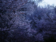 夜が下りてくる