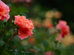夕薔薇