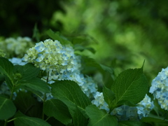 薔薇園の紫陽花
