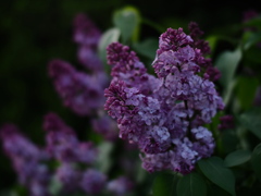 紫丁香花の夕
