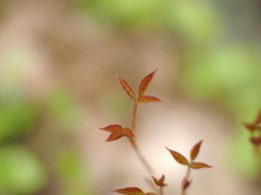 芽生えの森
