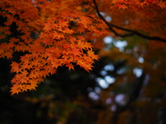 紅の翳り