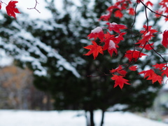 雪紅葉