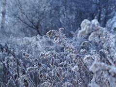 凍る花園