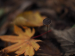 ちいさなきのこ