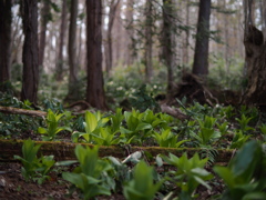 萌の森