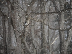 雪降る森の小鳥