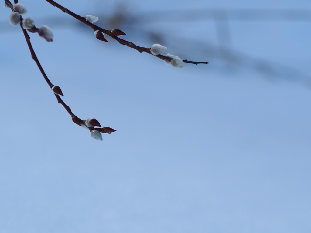 雪に克つ