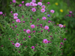 浮遊花