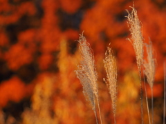 西陽枯芒