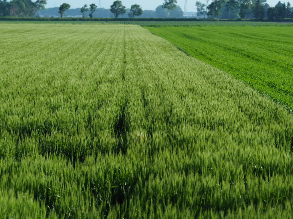 北海道の青い夏