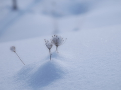 ふたり一緒に埋まろうね
