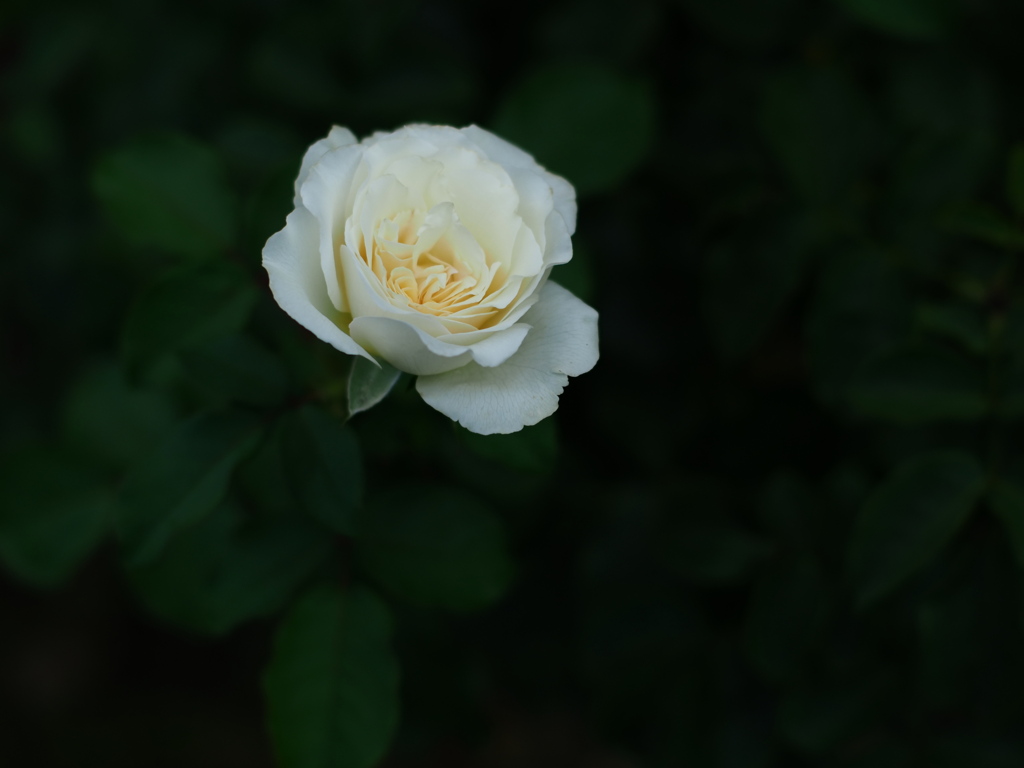 八月の薔薇