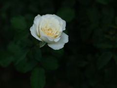 八月の薔薇