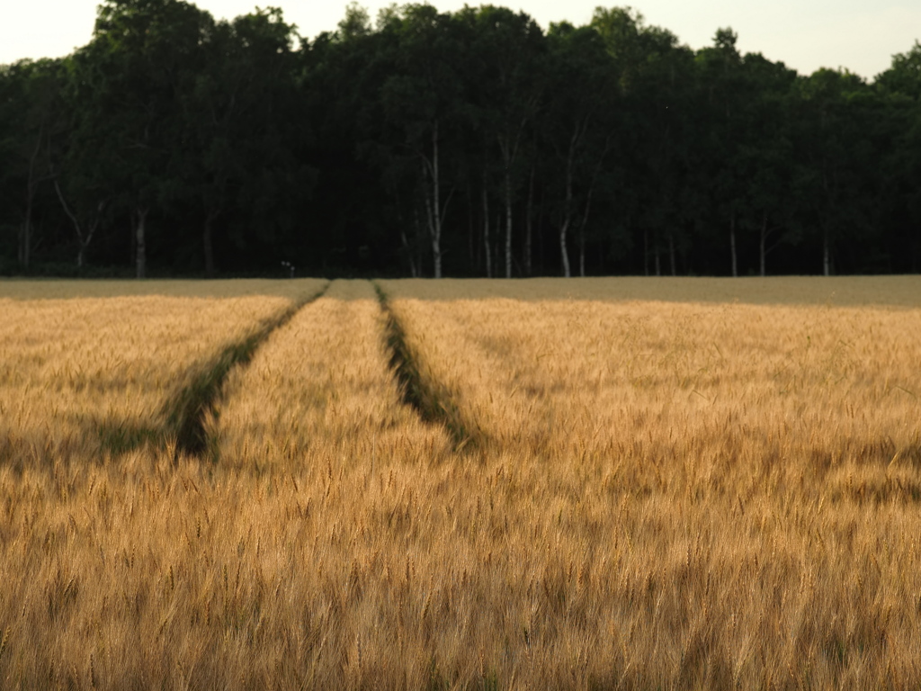 麦の道