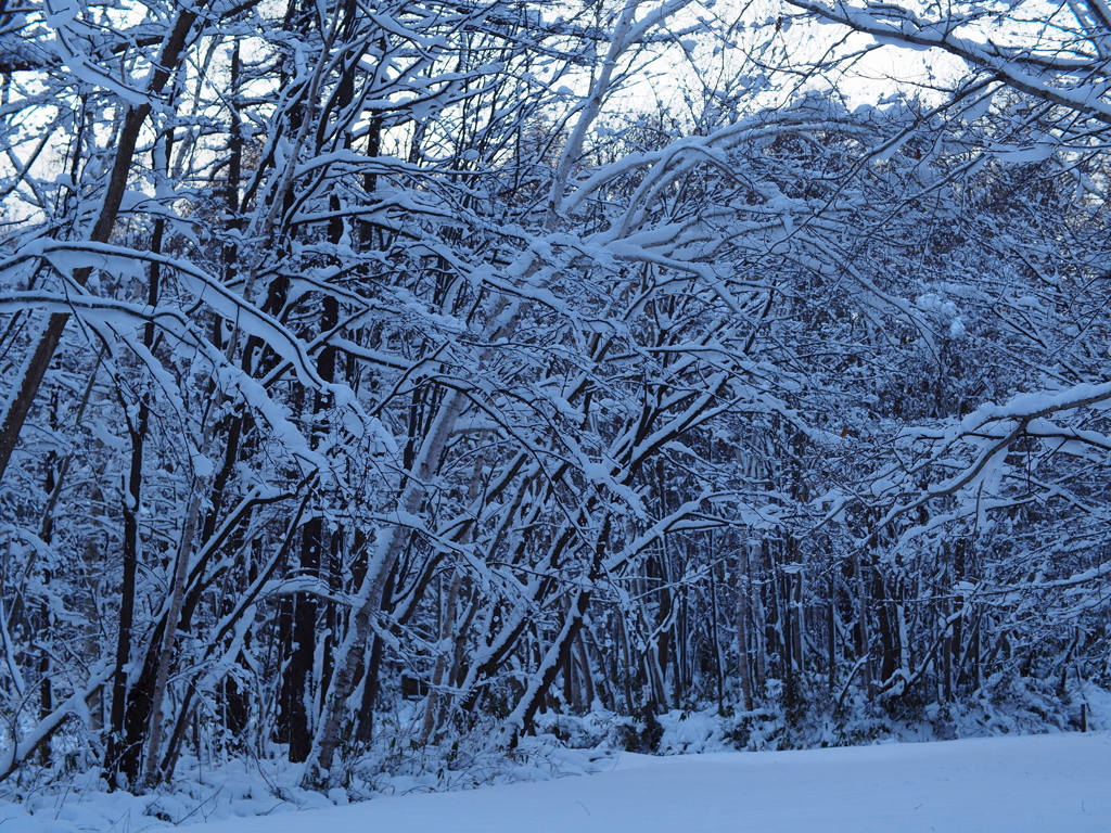 雪森を歩く