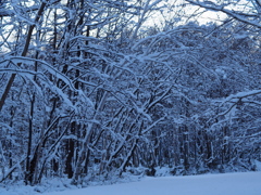 雪森を歩く