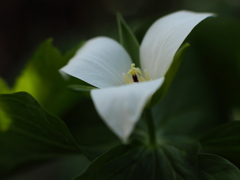 木洩れ日の花