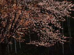 桜の光