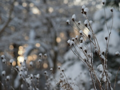 雪の光