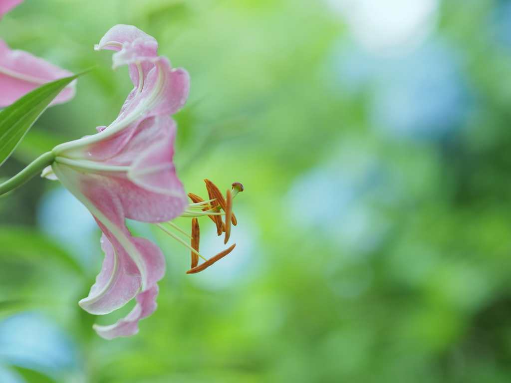 薔薇園に咲く