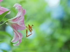 薔薇園に咲く