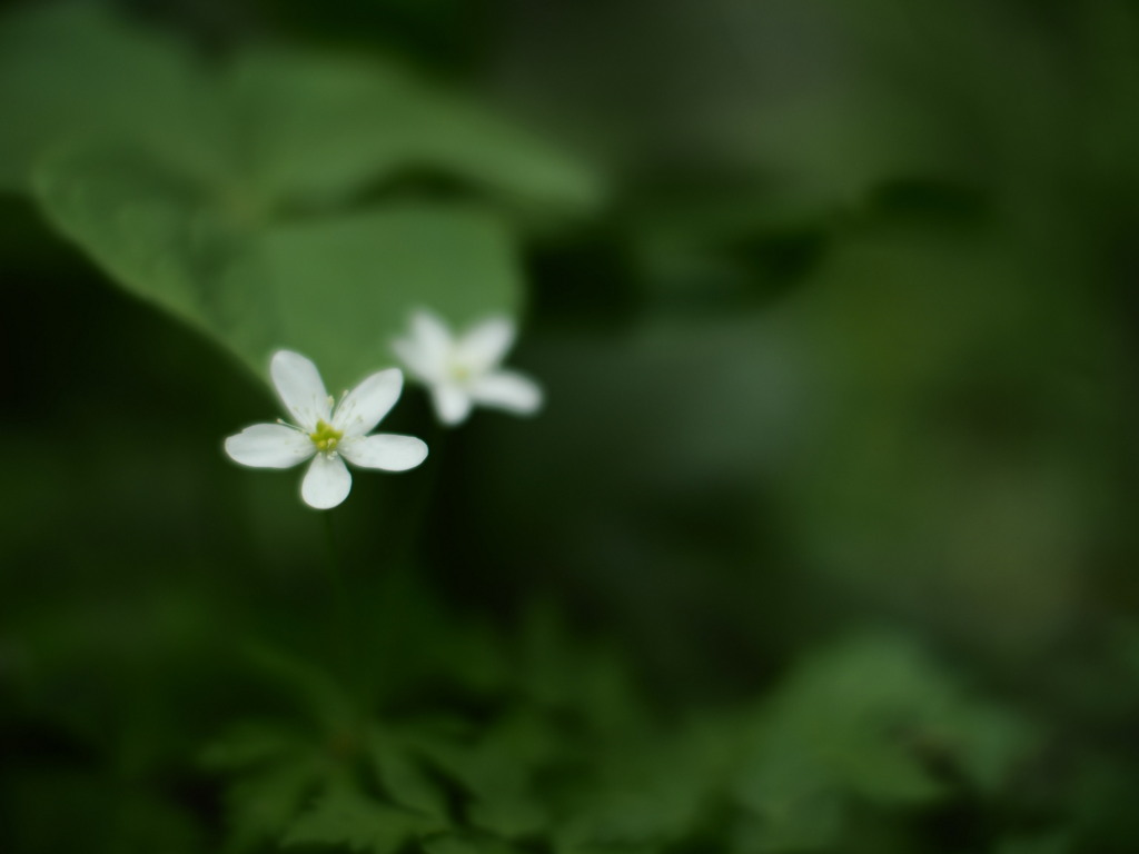 森のふたごちゃん