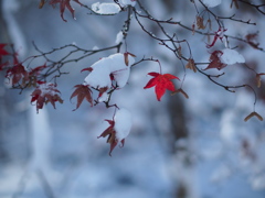 雪中紅一点