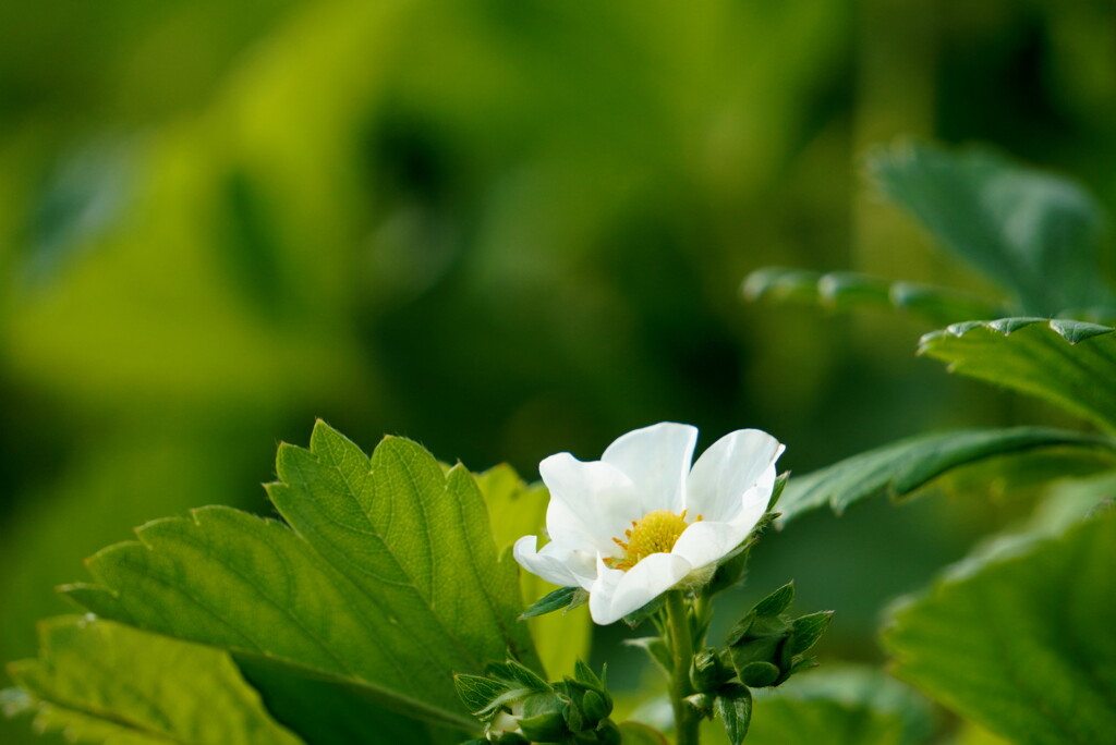 イチゴの花