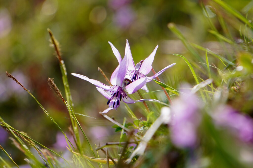 カタクリの花５