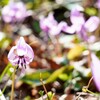 カタクリの花１