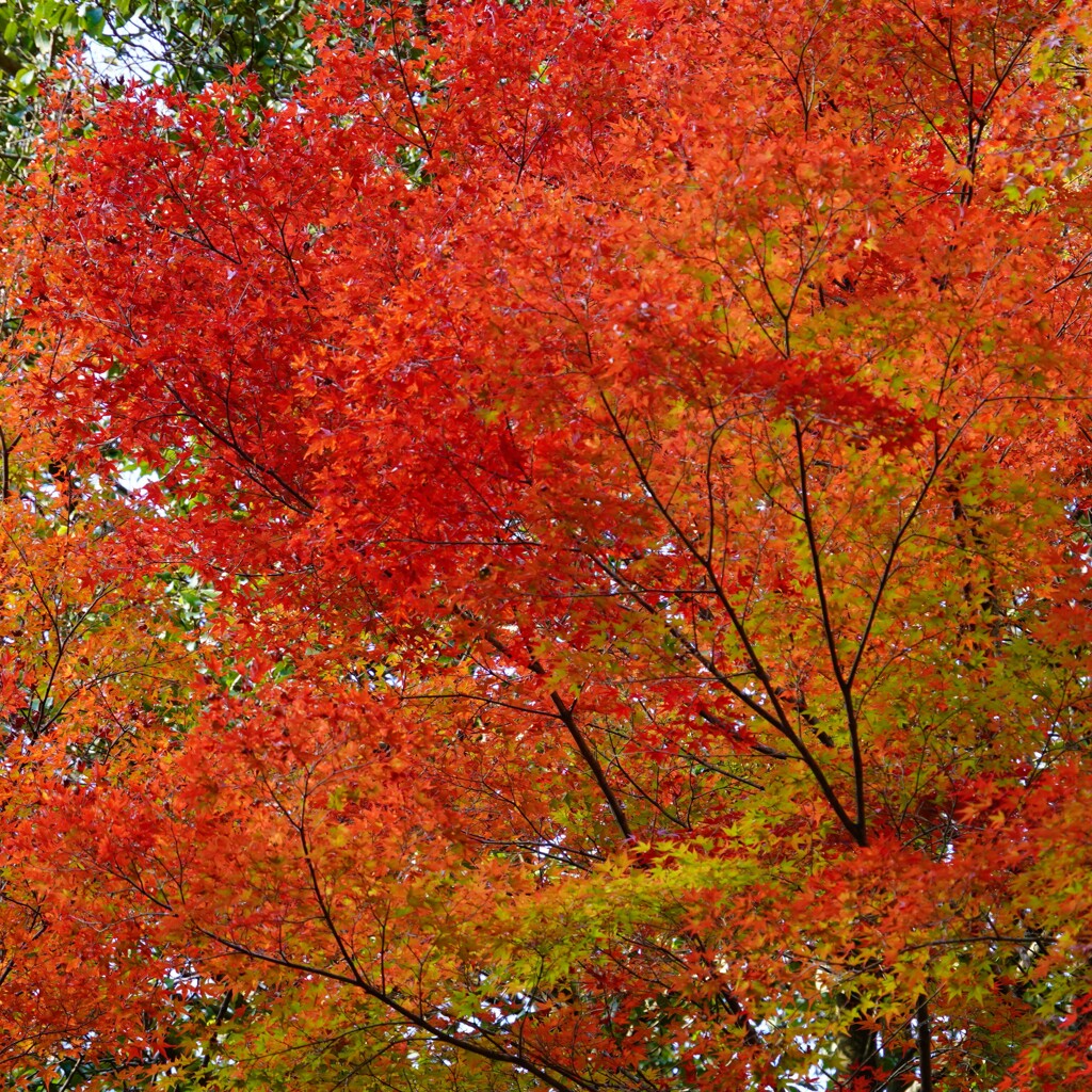 紅葉１