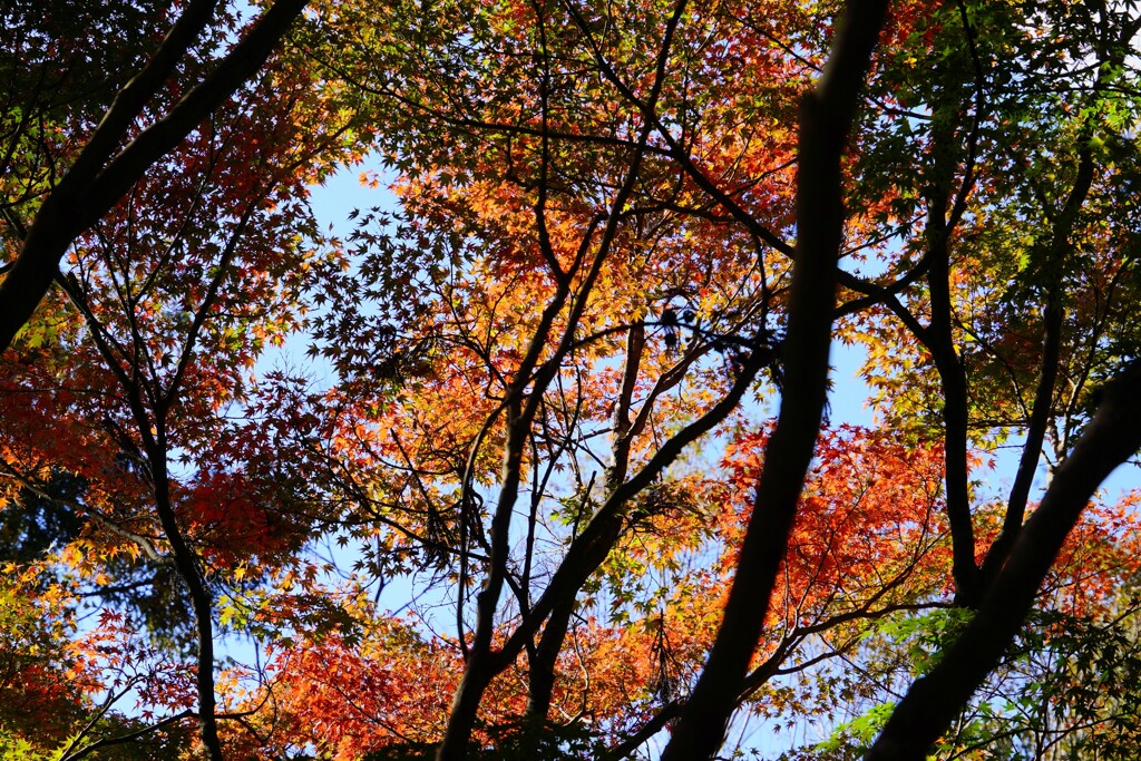 紅葉３