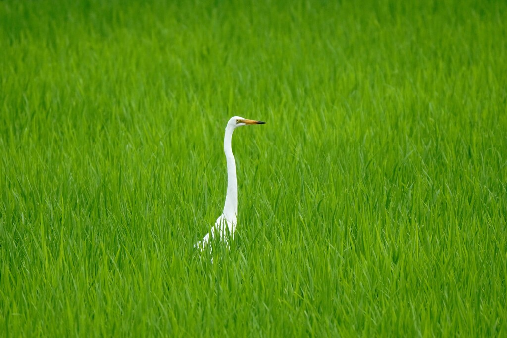 ダイサギ
