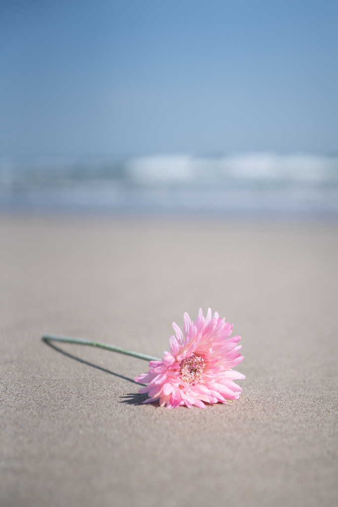 波打ち際の花