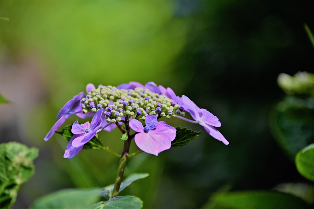 紫陽花