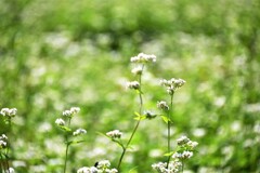 蕎麦の花