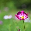 秋桜
