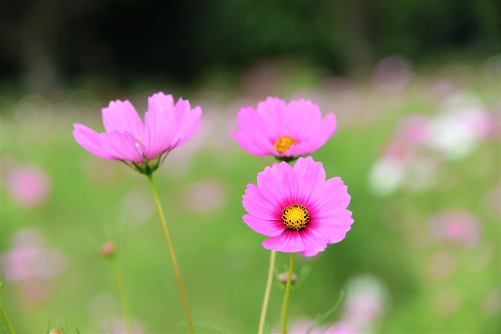 秋桜の季節