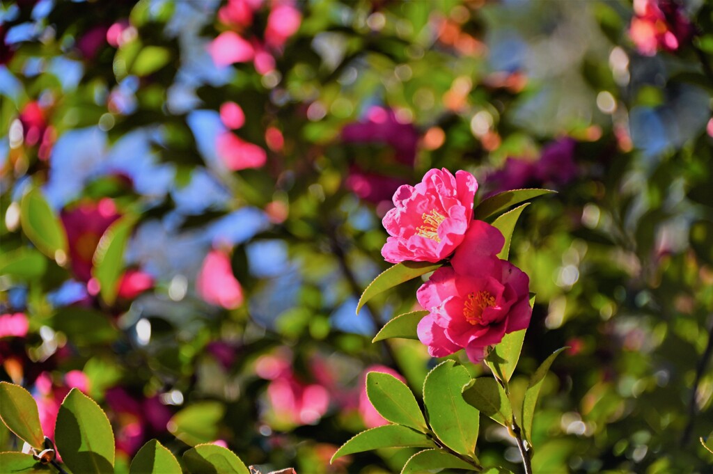 山茶花
