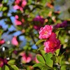 山茶花