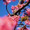 河津桜と