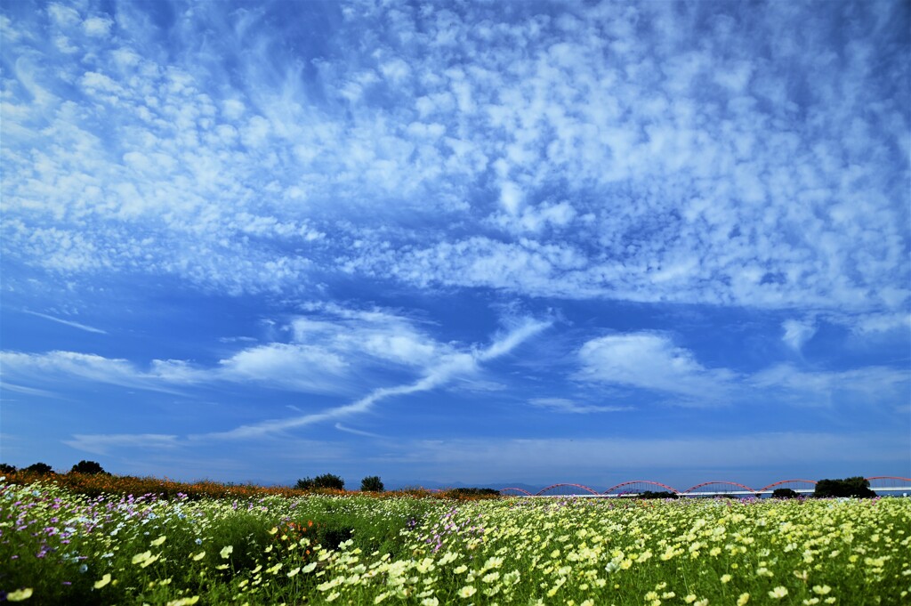 秋空と秋桜