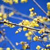 新春