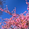 河津桜も見ごろに